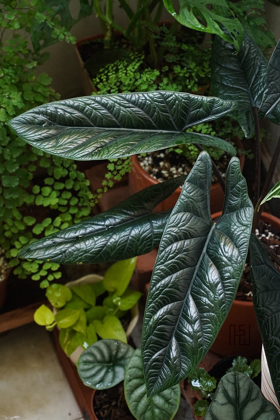 Samar Lance Alocasia