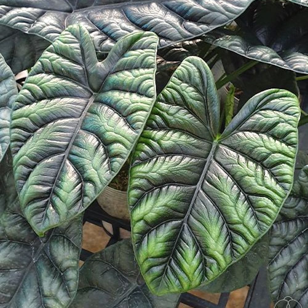 Quilted Dreams Alocasia