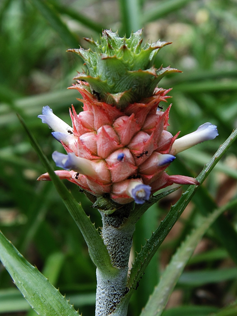 Dwarf Pineapple