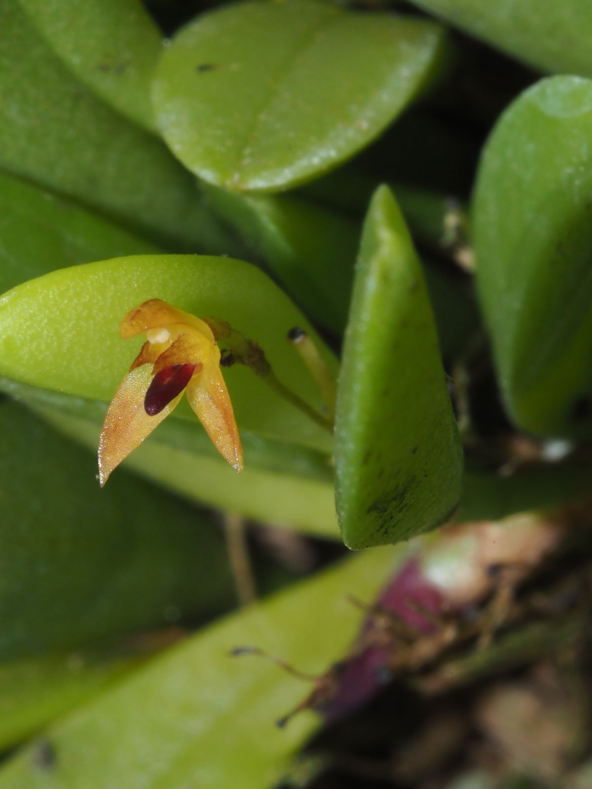 Anathallis minutalis