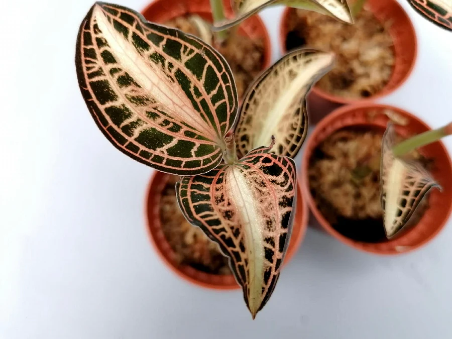 Golden Jewel Orchid (Variegated)