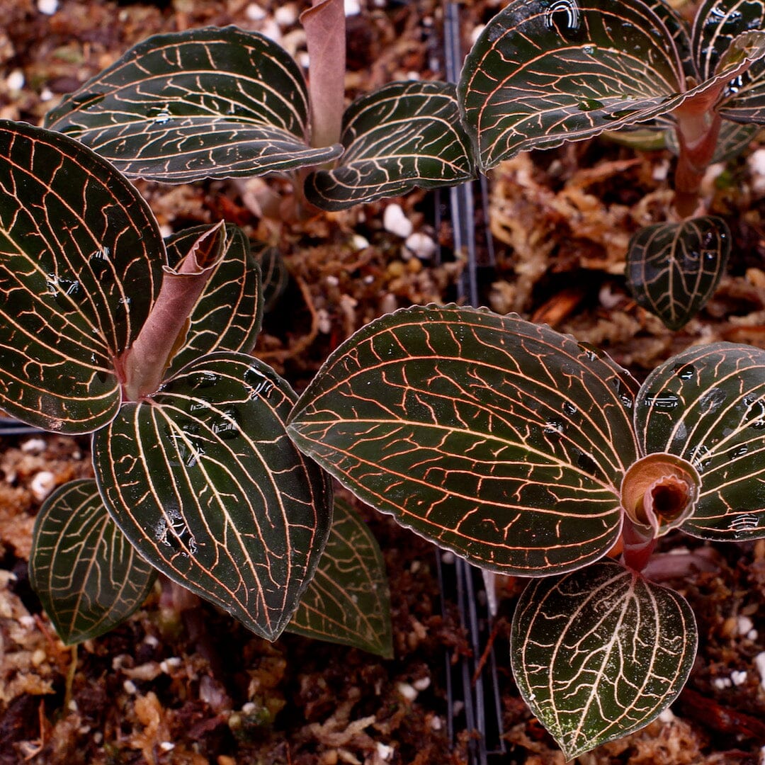 Burmese Jewel Orchid