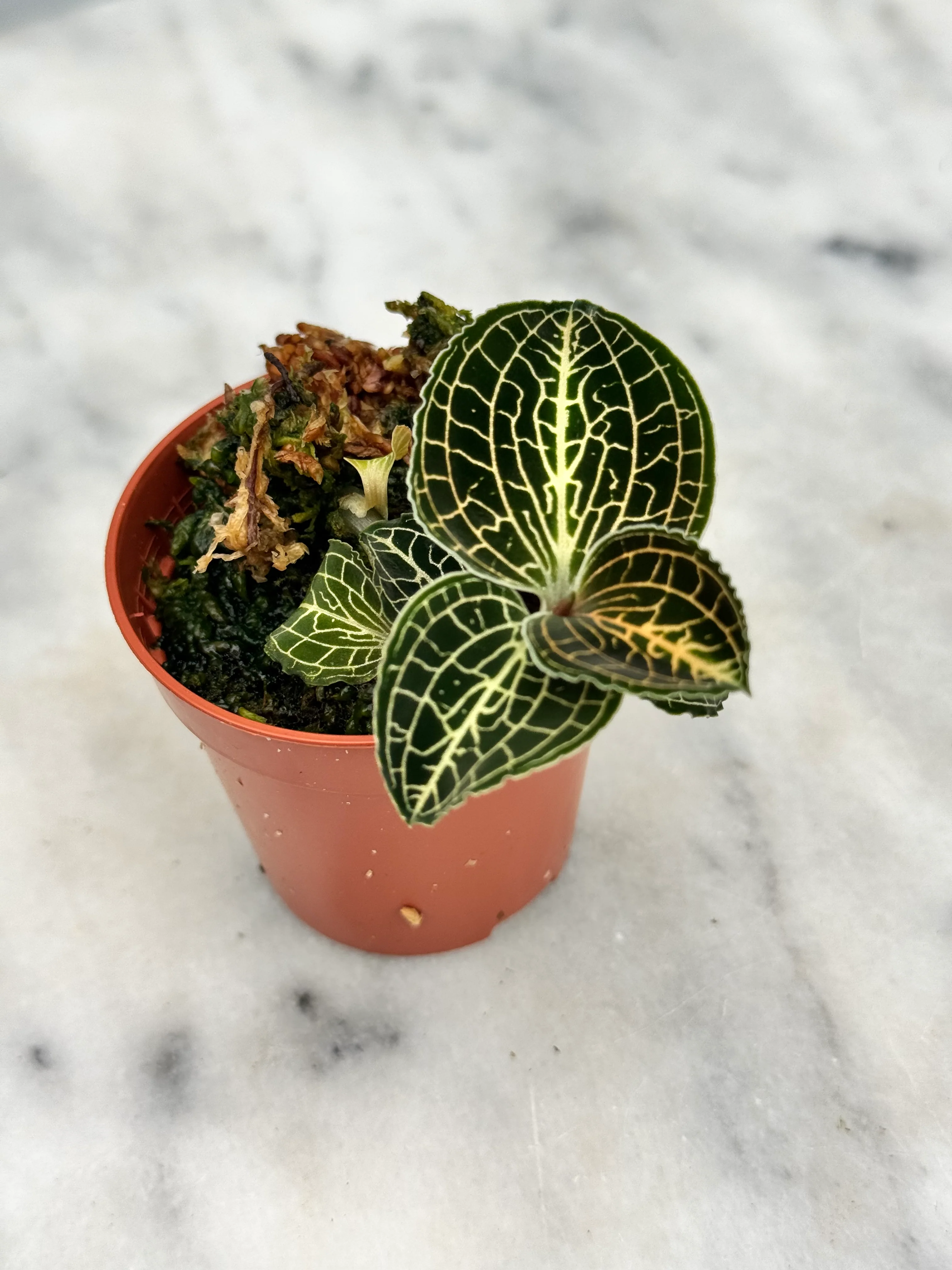 Formosan Jewel Orchid