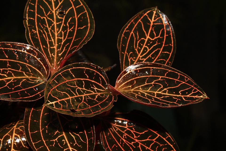 Reinwardt's Jewel Orchid
