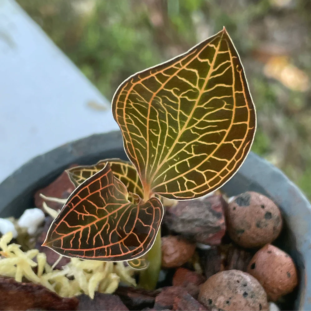 Marbled Jewel Orchid
