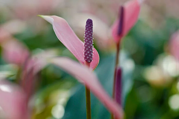 River Anthurium