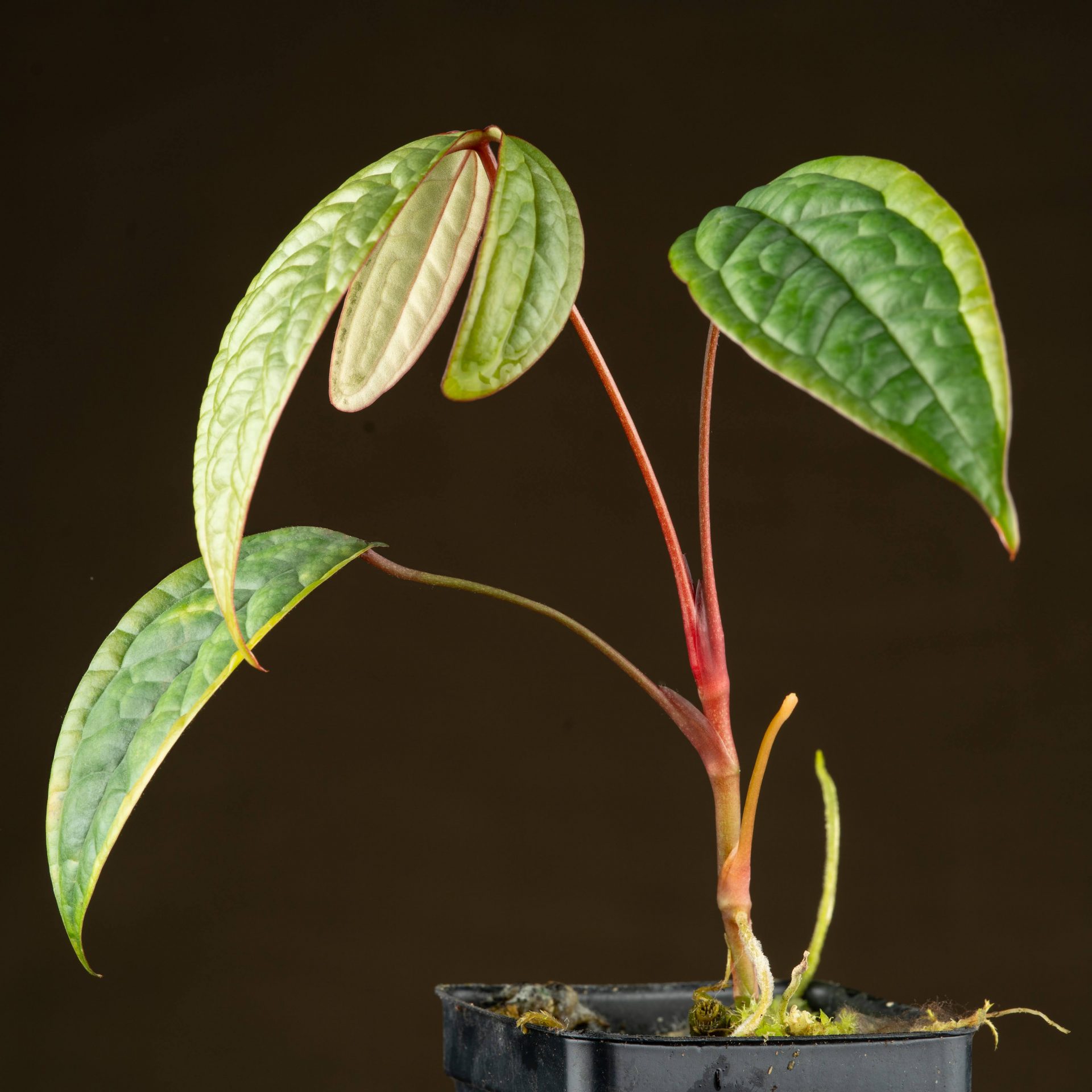 Anthurium arisaemoides