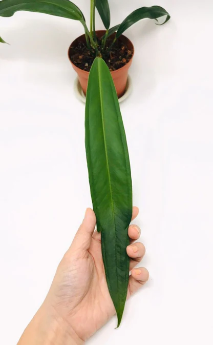 Anthurium bakeri