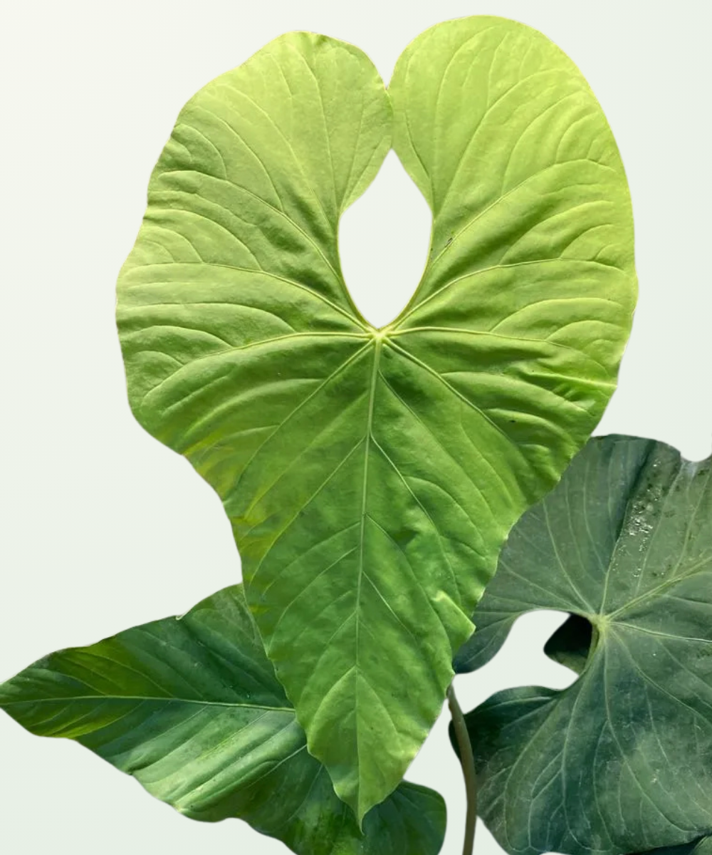 Anthurium balaloanum