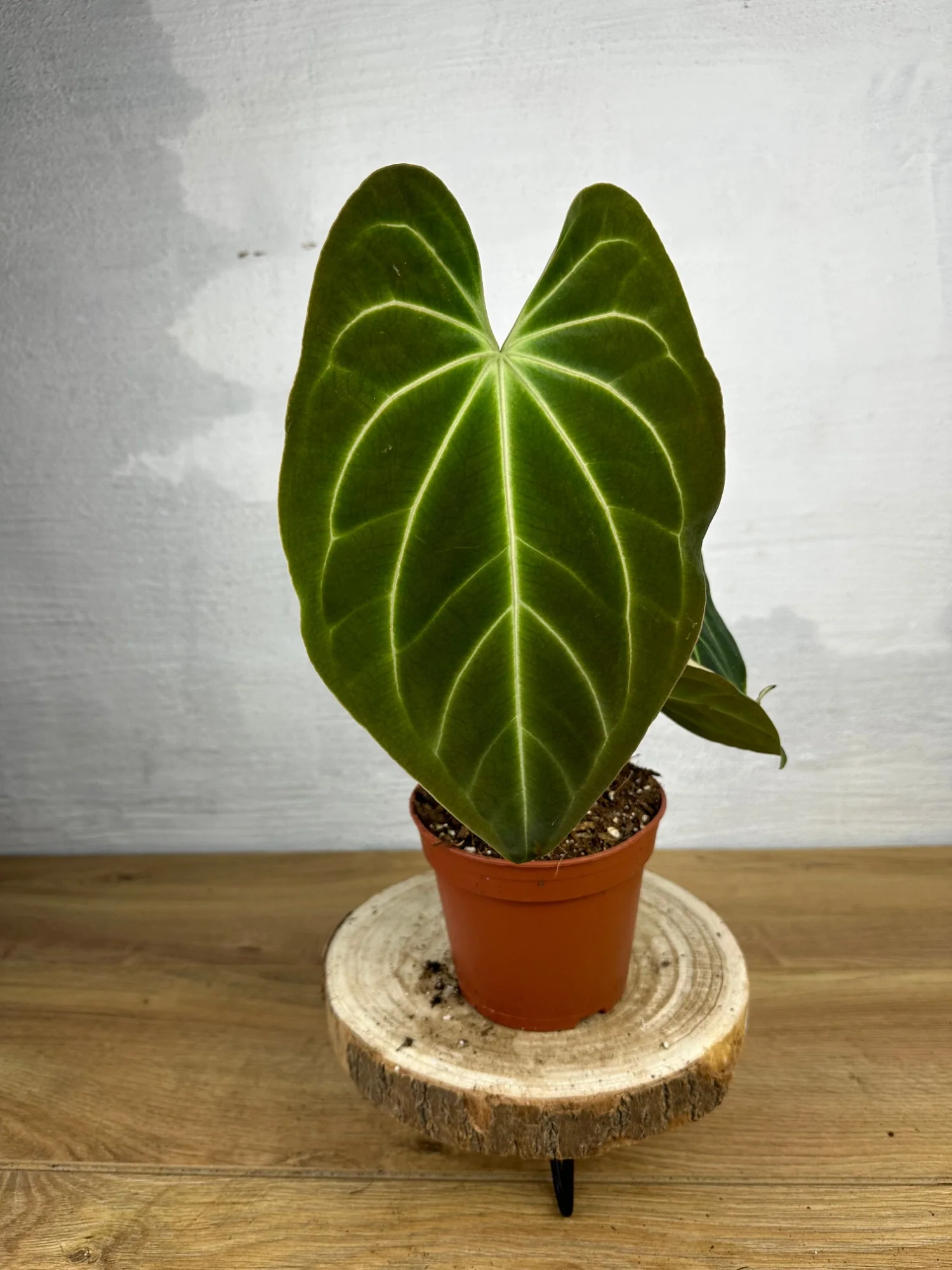 Dark Velvet Anthurium