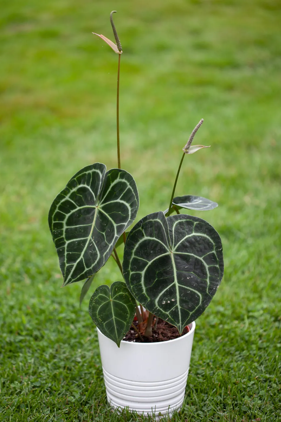 Velvet Cardboard Anthurium