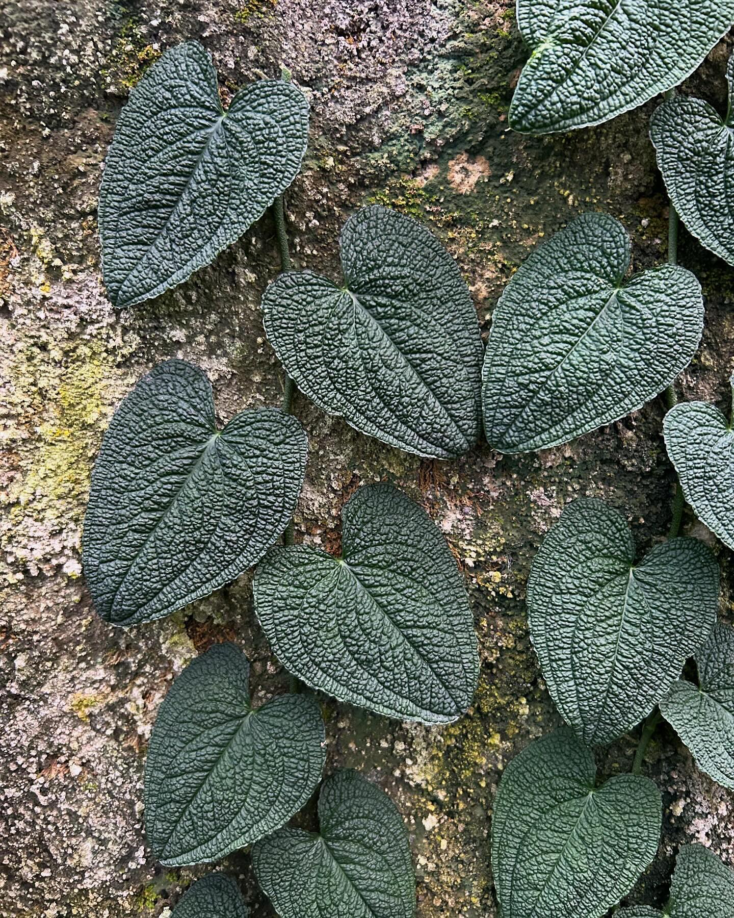 Anthurium clidemioides