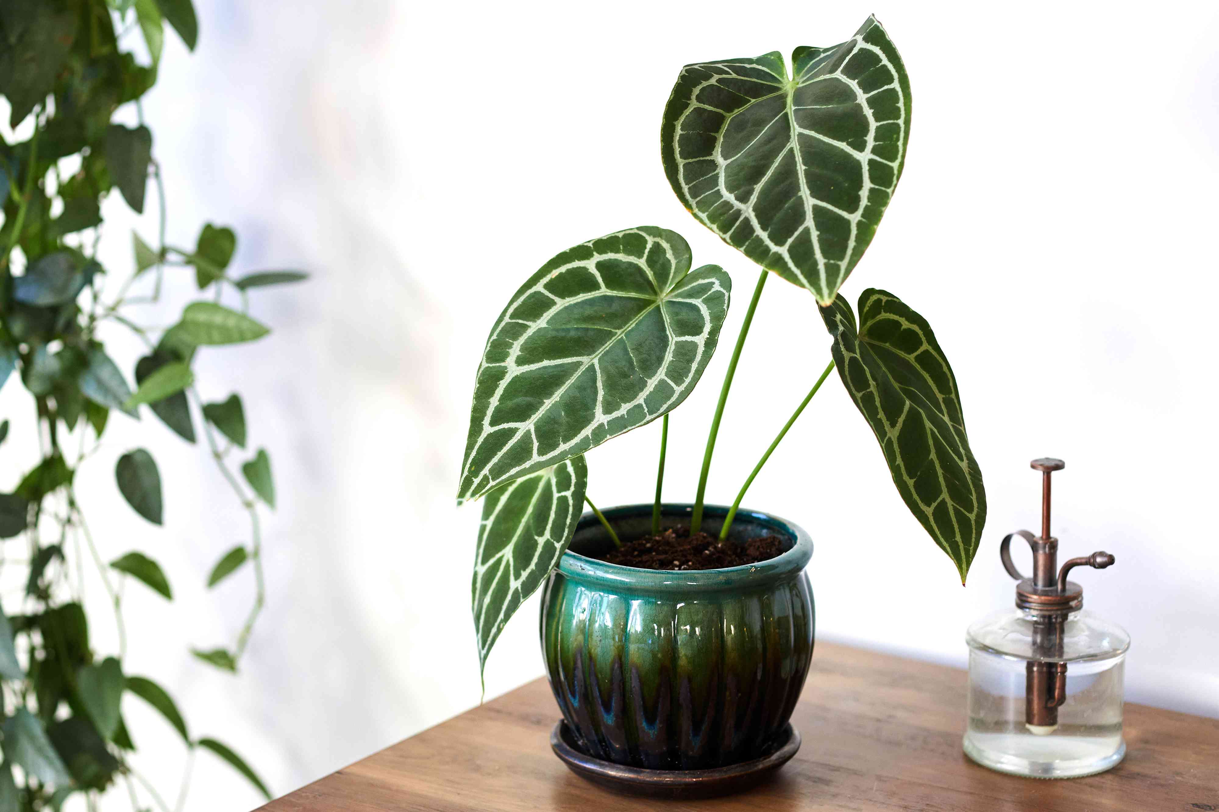 Crystal Anthurium