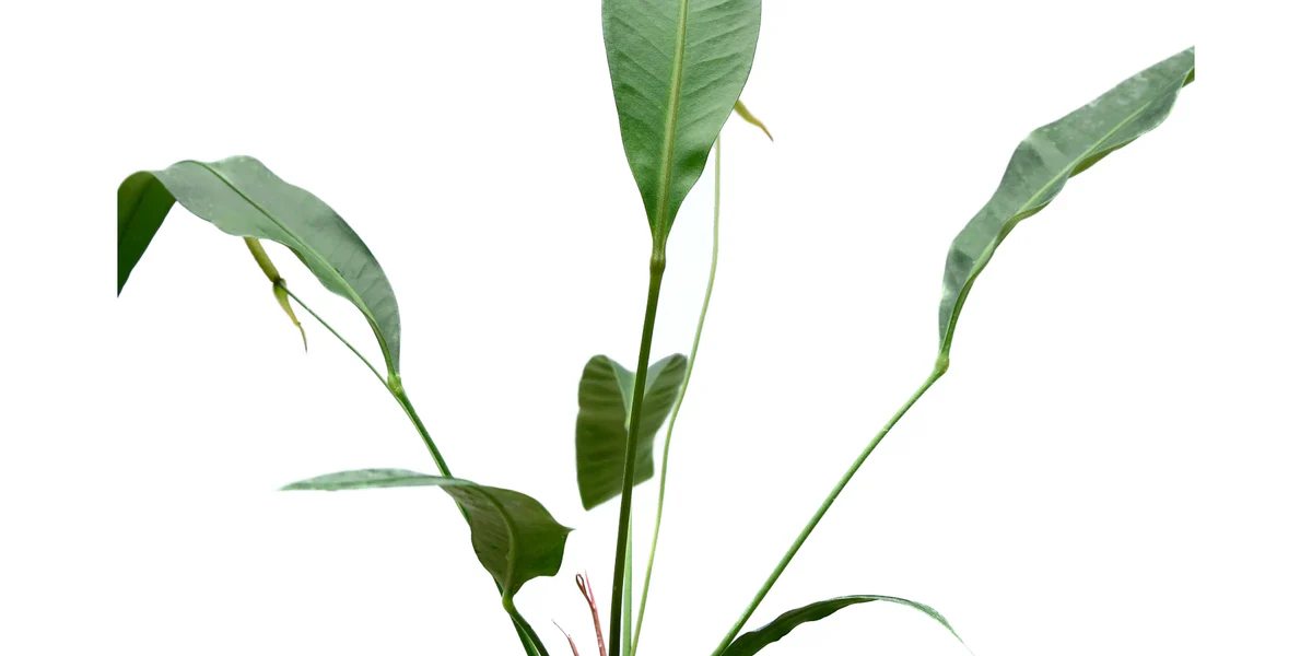 Anthurium fornicifolium