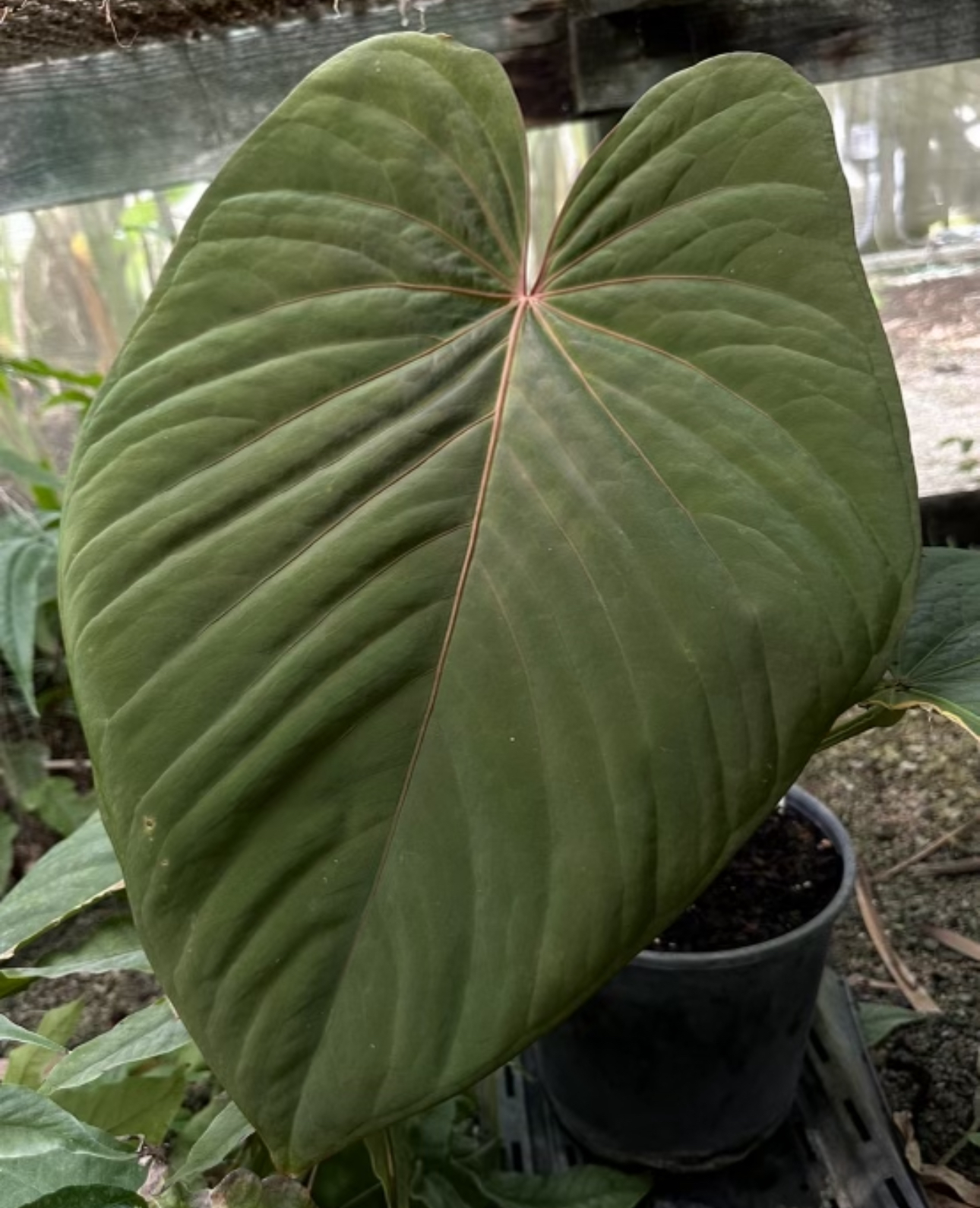 Anthurium kunayalense