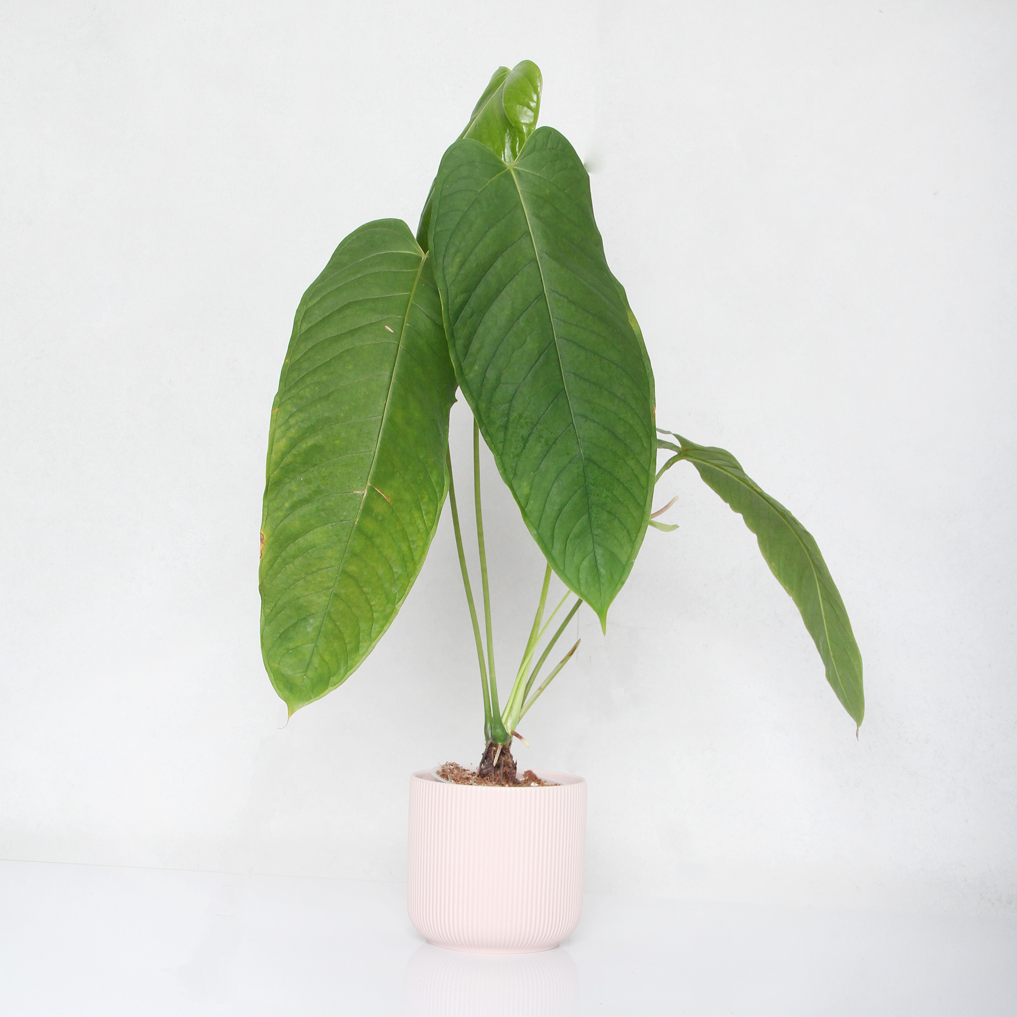 Anthurium lineolatum