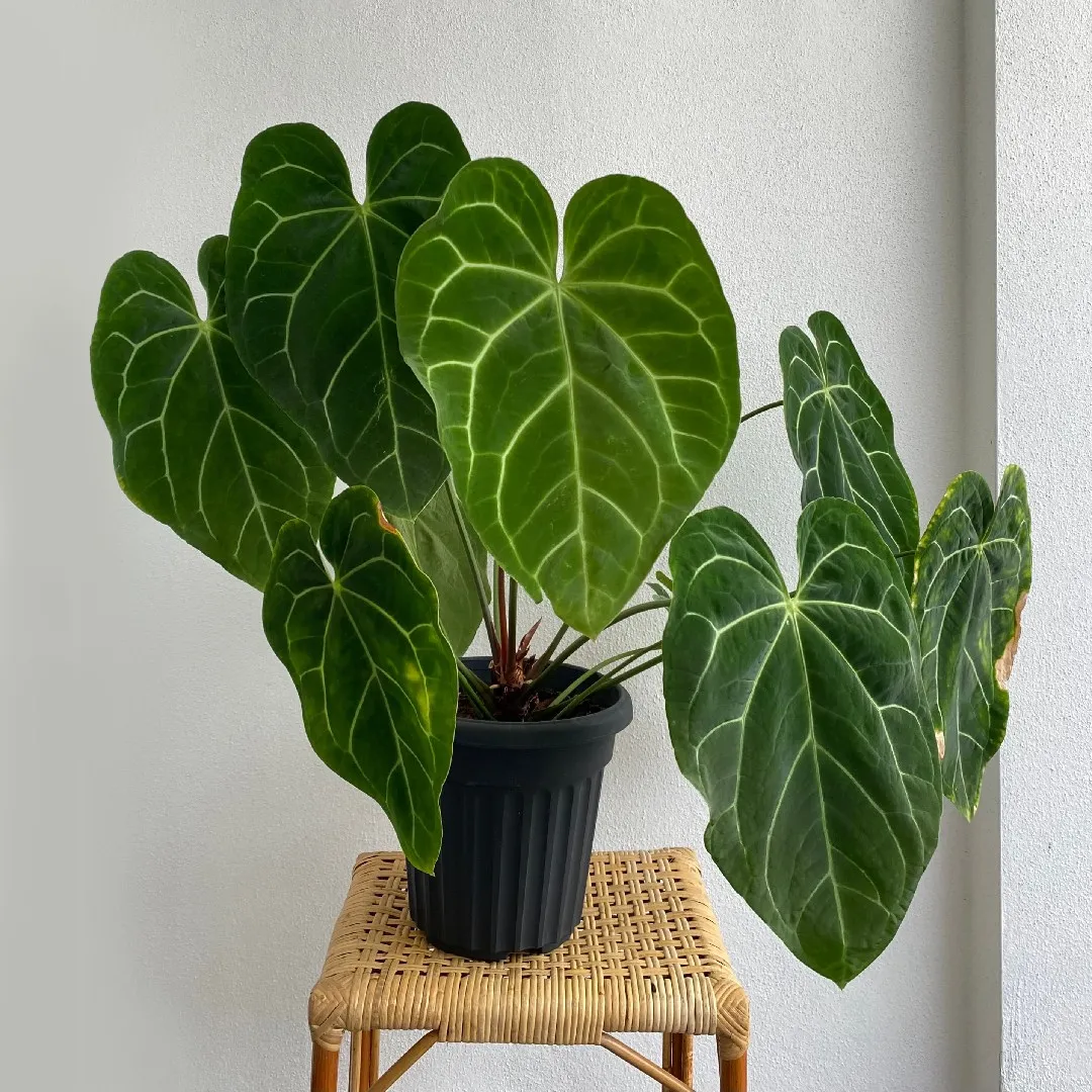 Anthurium magnificum