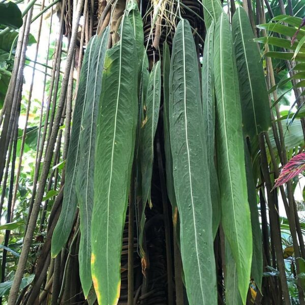 Anthurium pallidiflorum