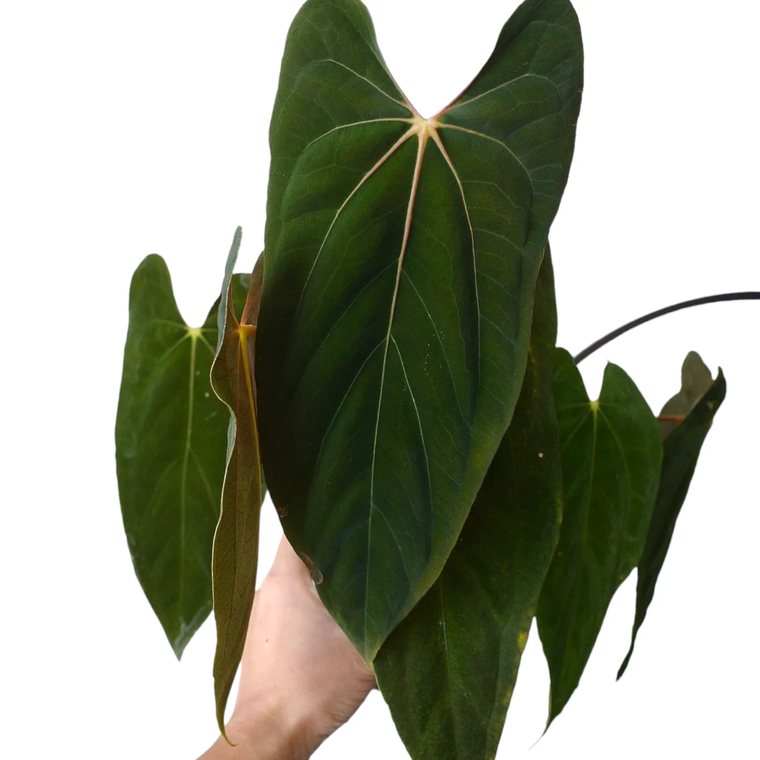 Anthurium papillilaminum