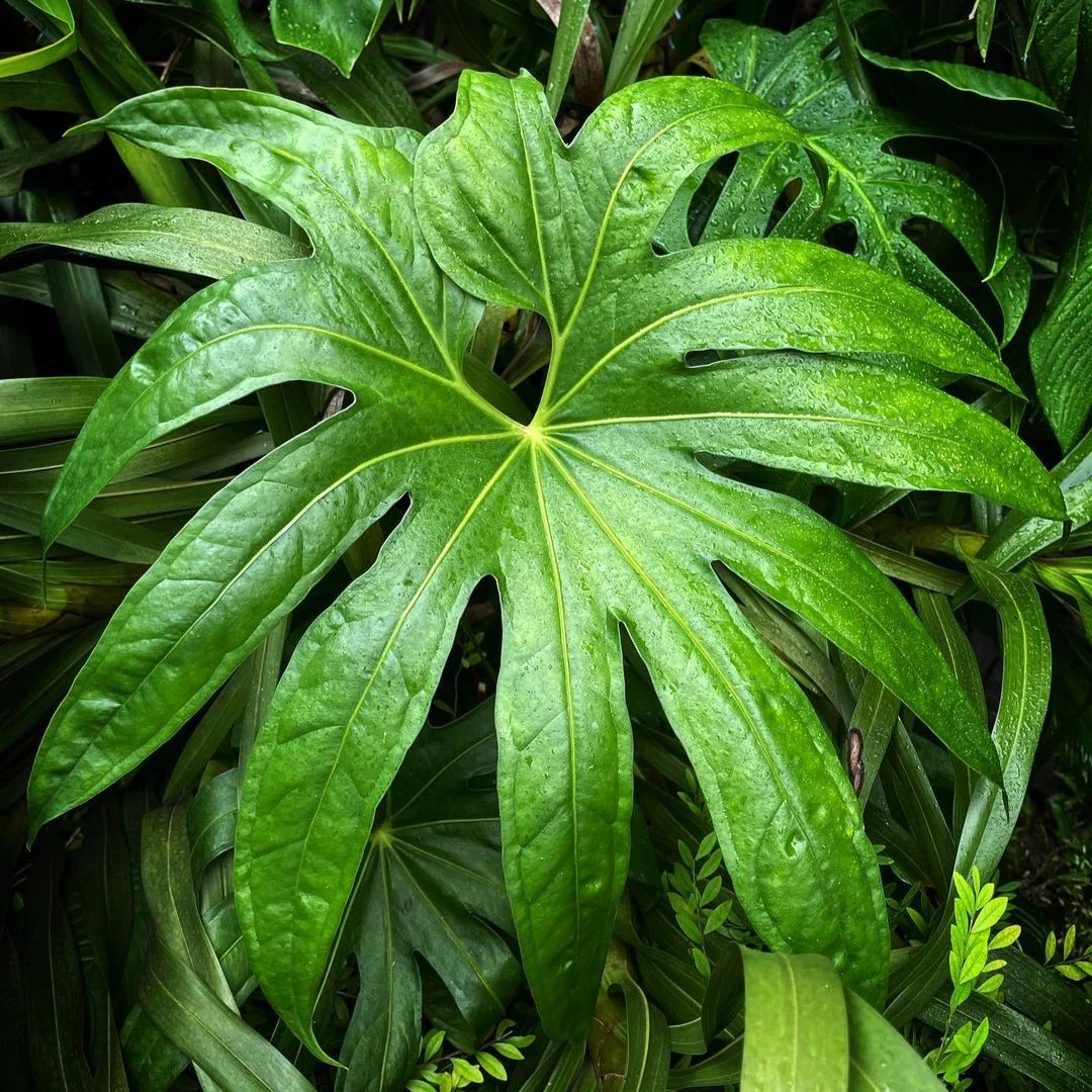 Finger Anthurium
