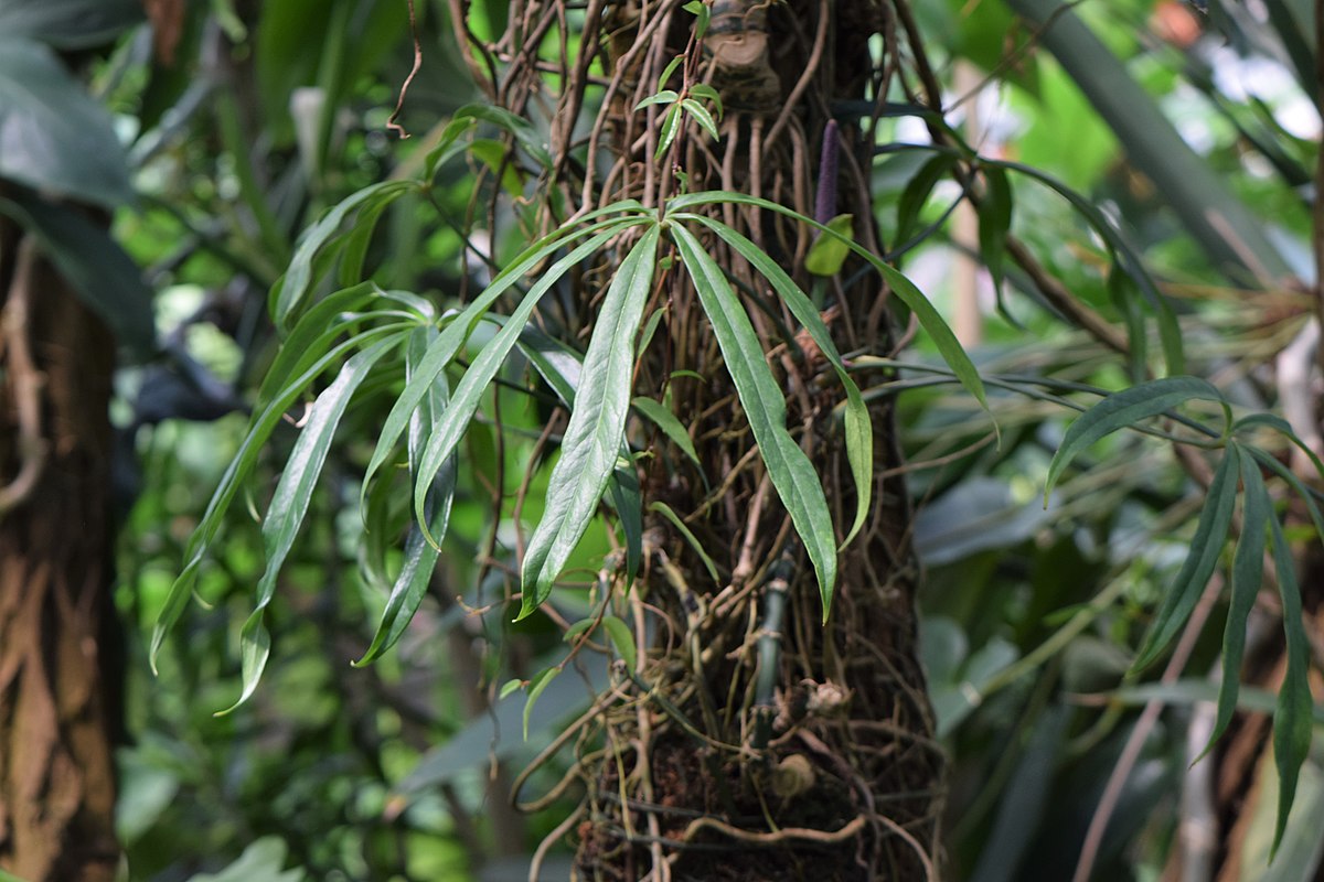 Anthurium pentaphyllum
