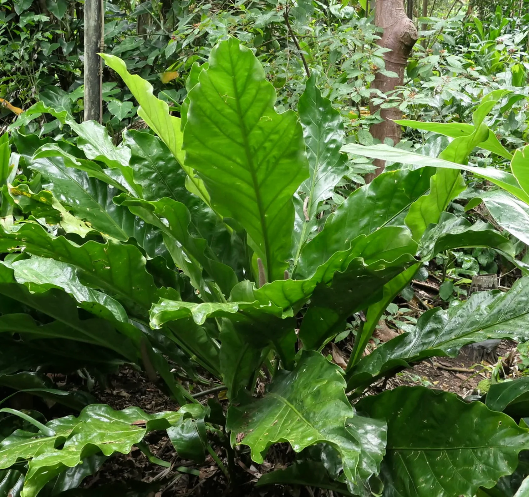 Anthurium plowmannii