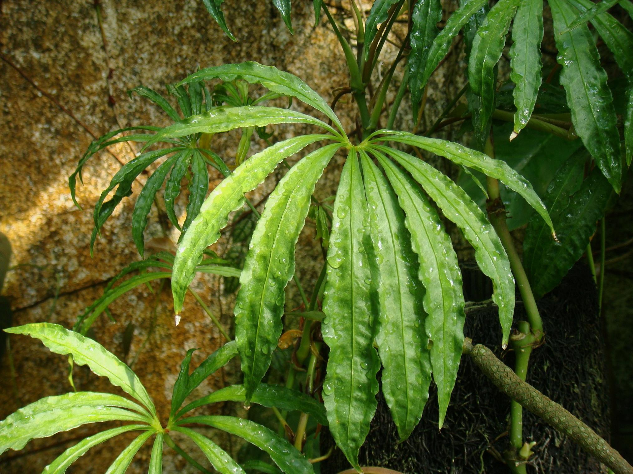 Anthurium polyschistum