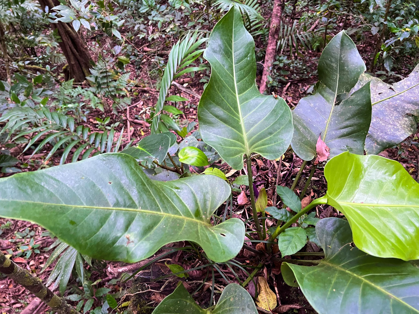 Anthurium ranchoanum
