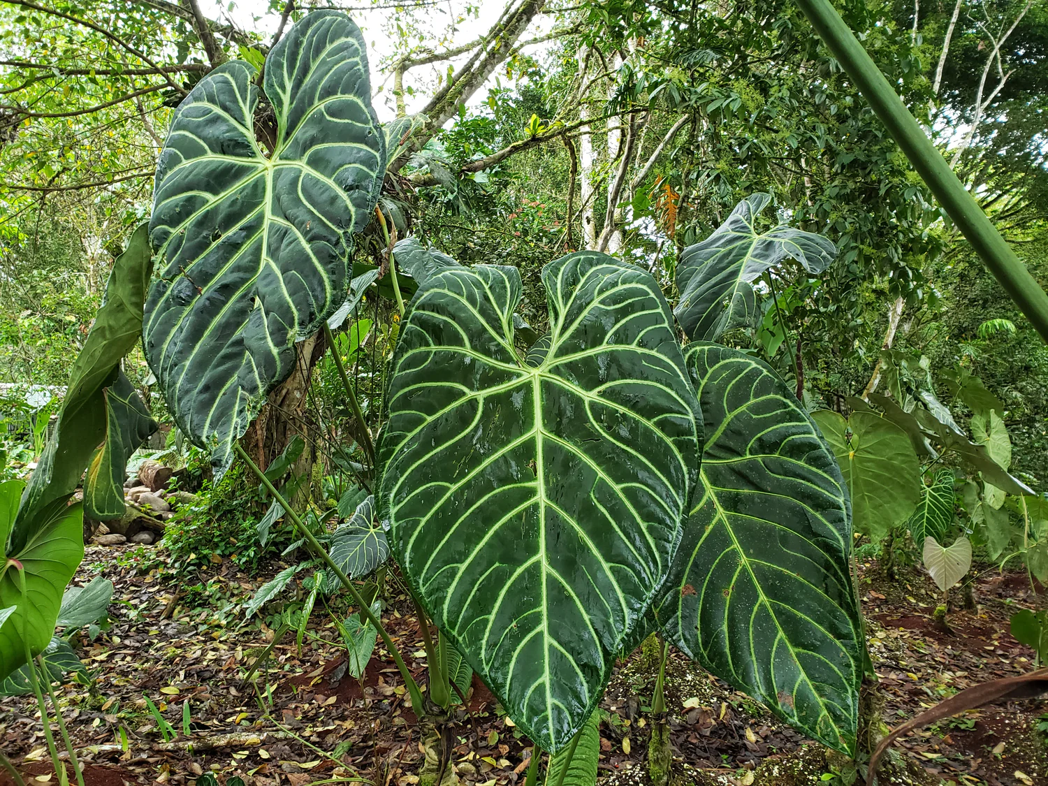 Anthurium regale