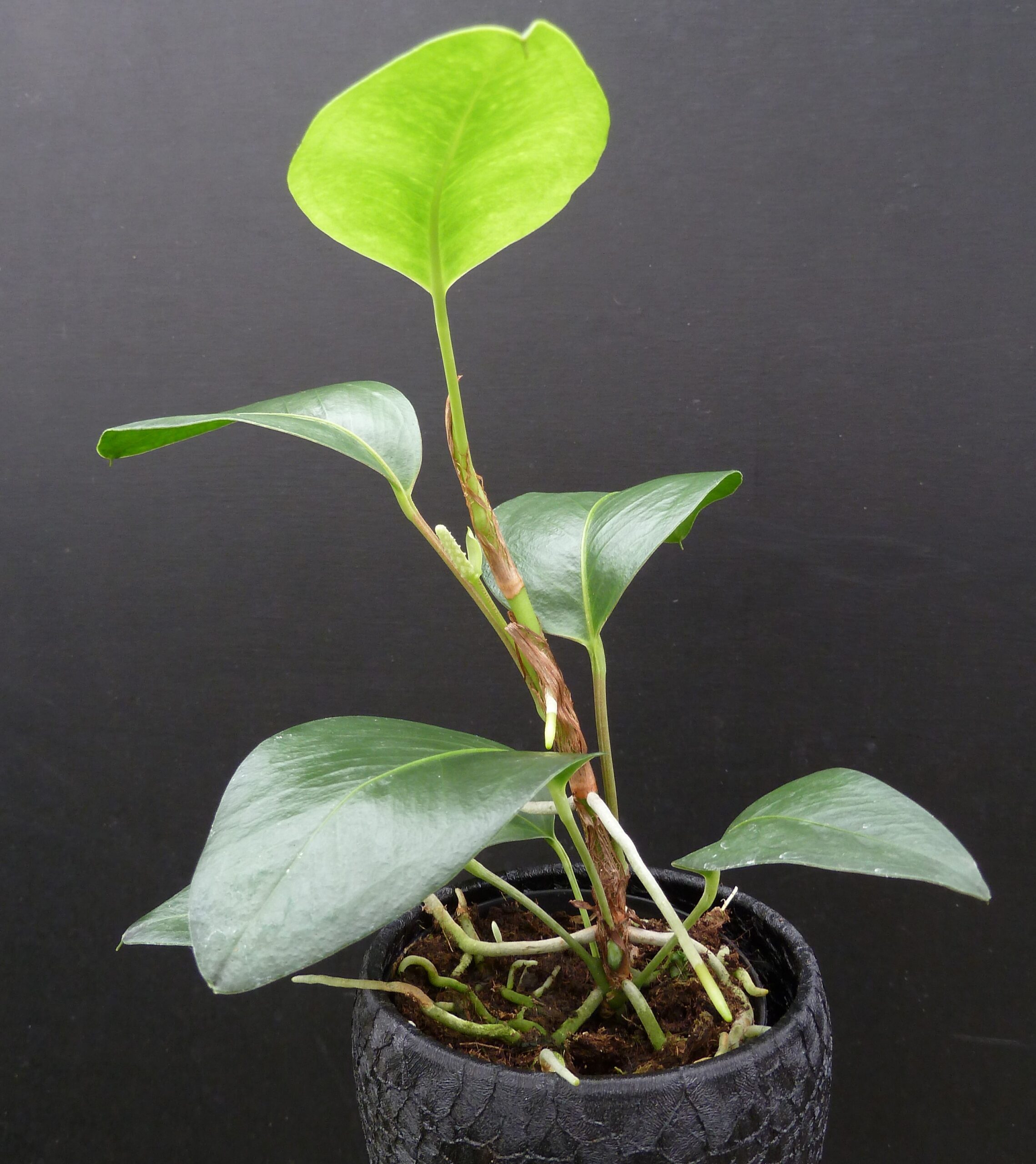 Anthurium scandens