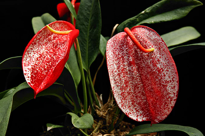 Pigtail Anthurium