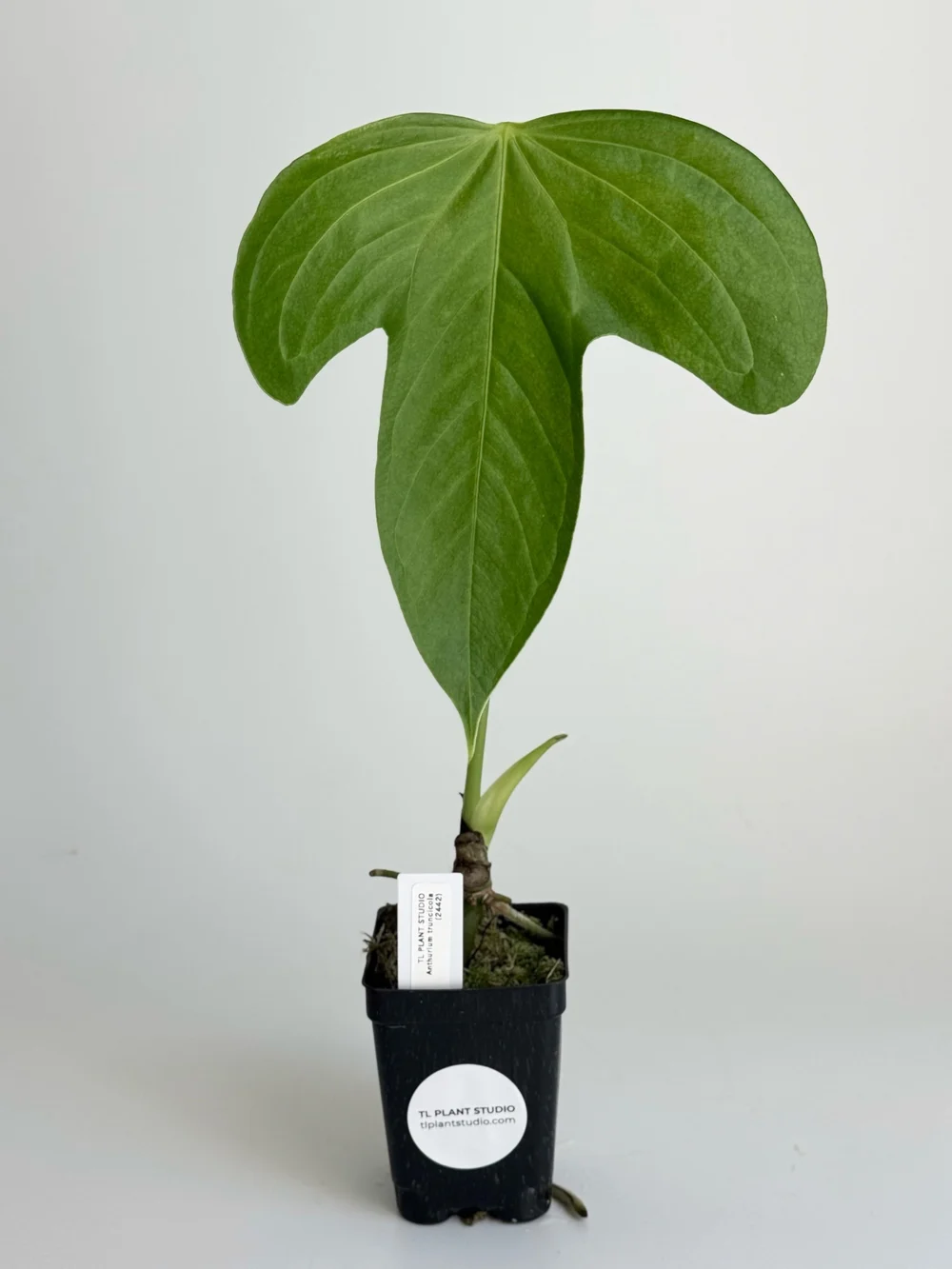 Anthurium truncicola