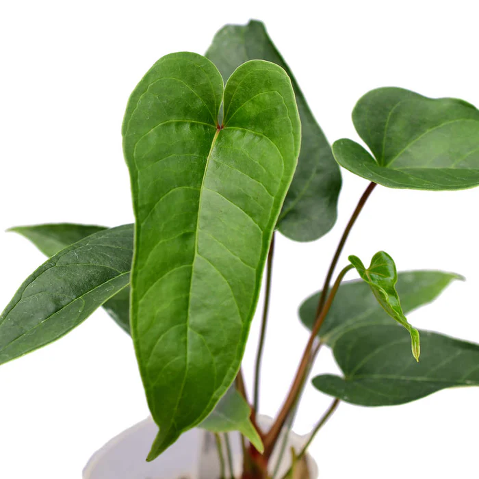 Variegated Anthurium