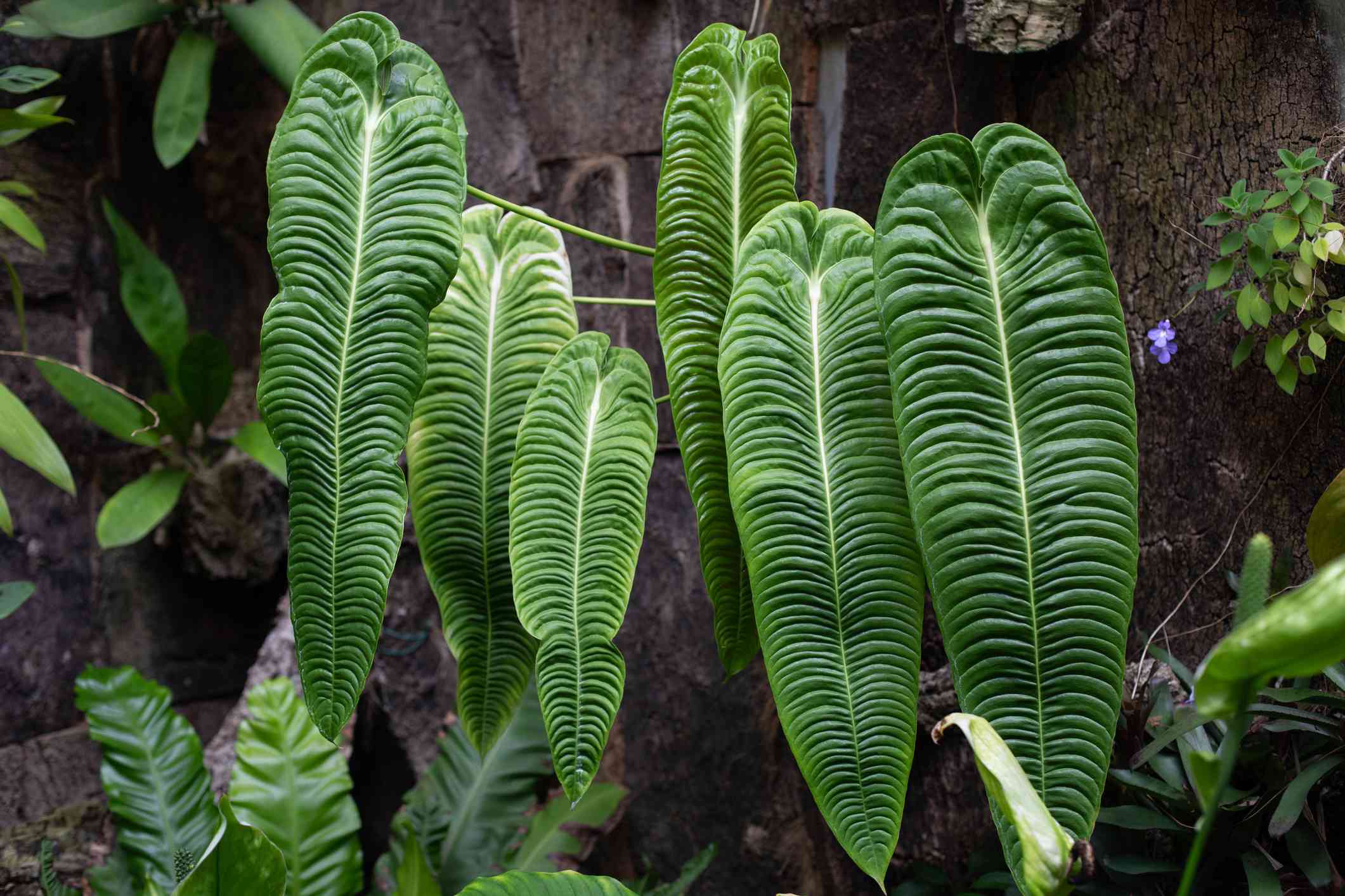 King Anthurium