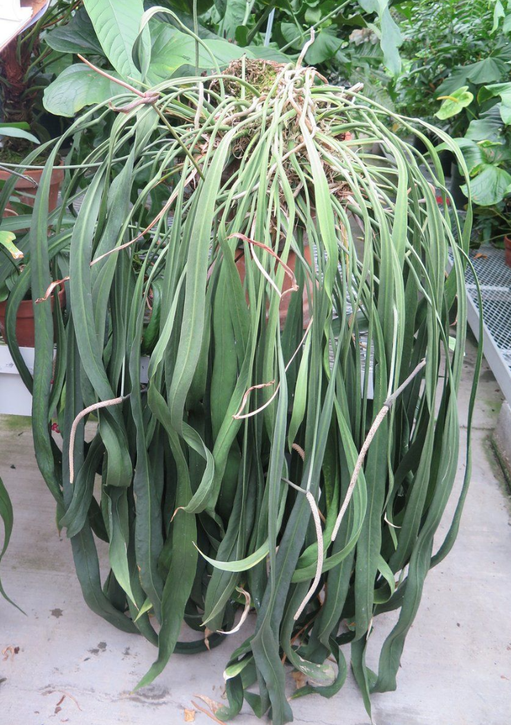Anthurium vittariifolium
