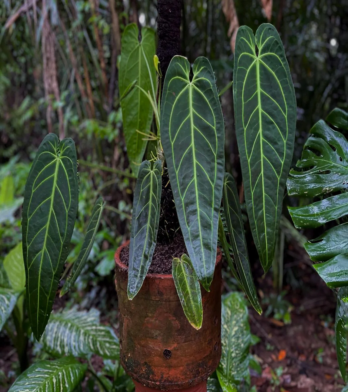 Queen Anthurium