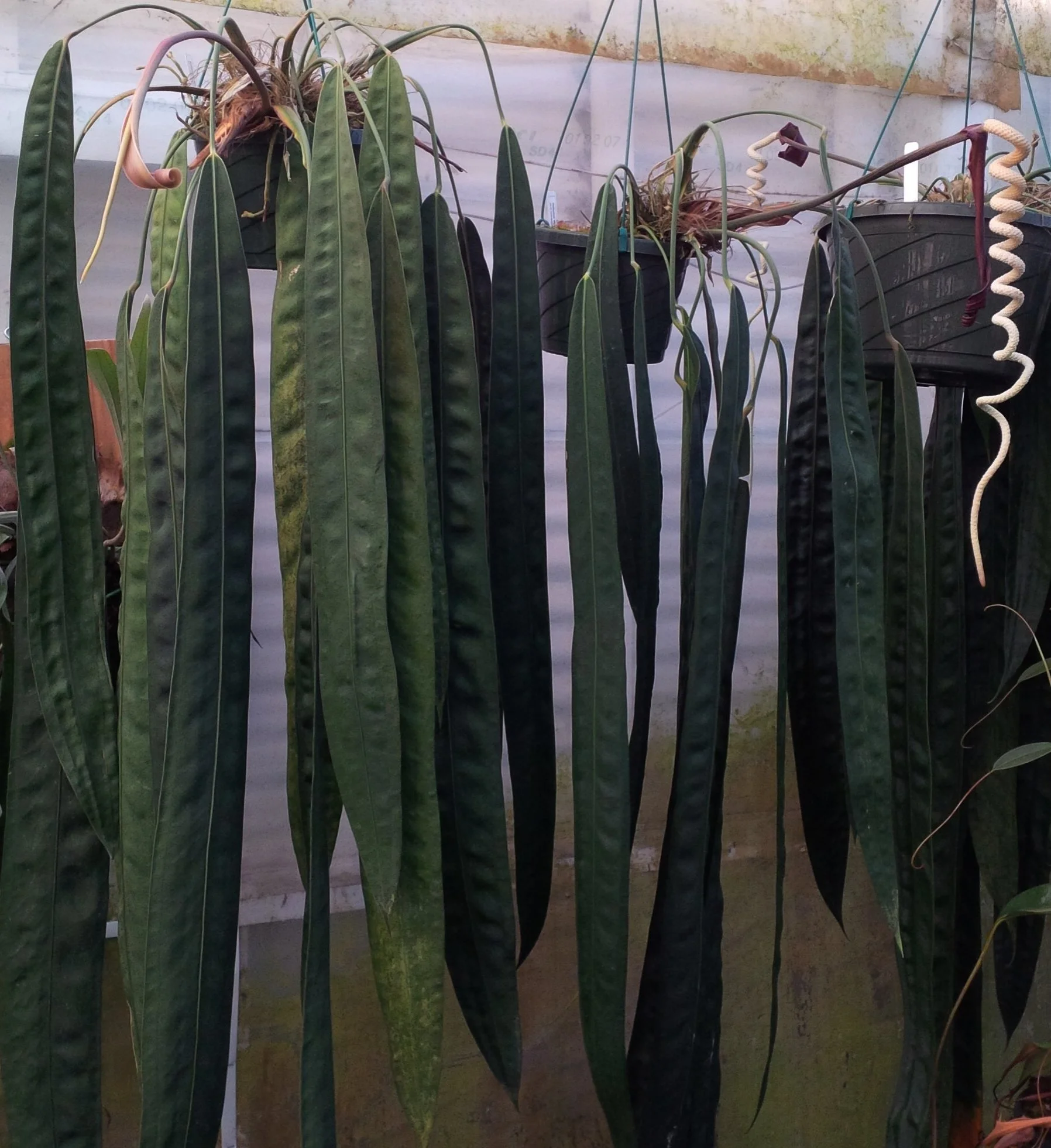 Anthurium wendlingeri