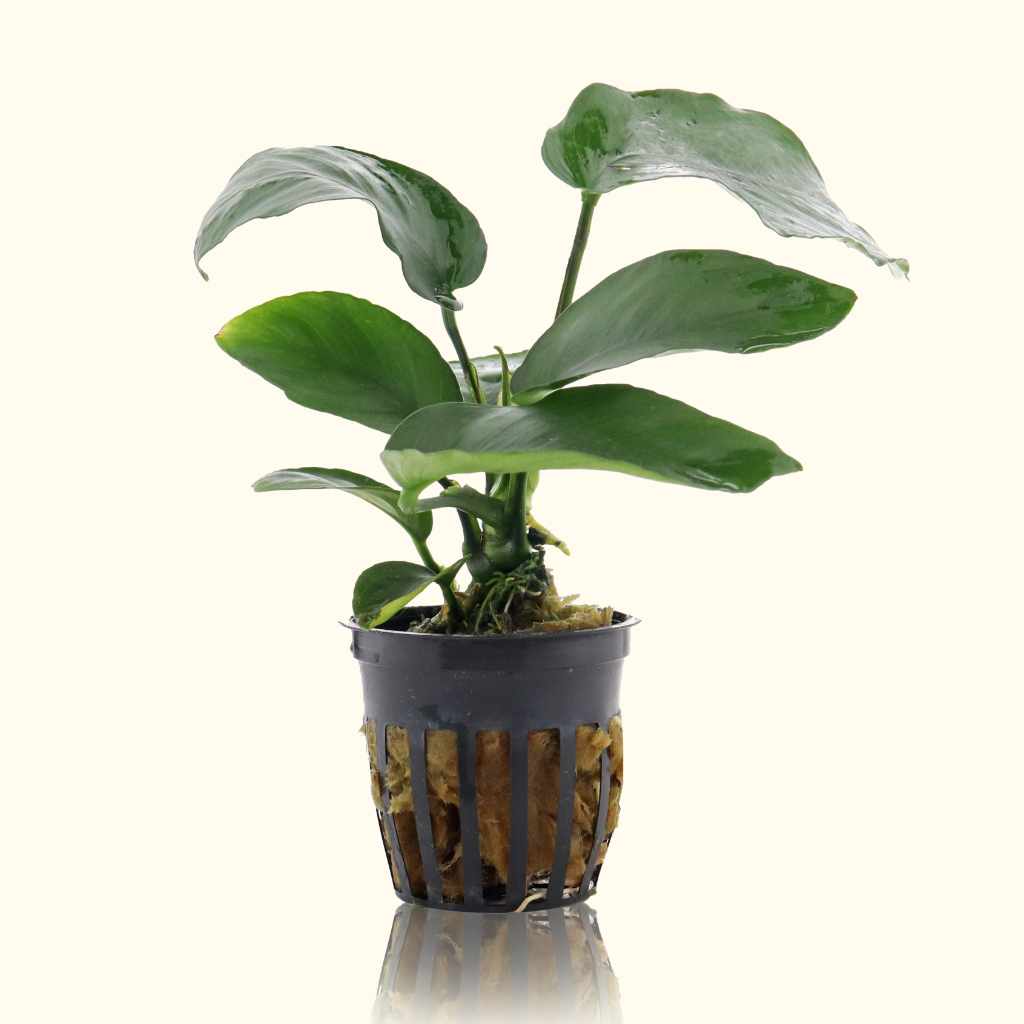 Anubias Barteri