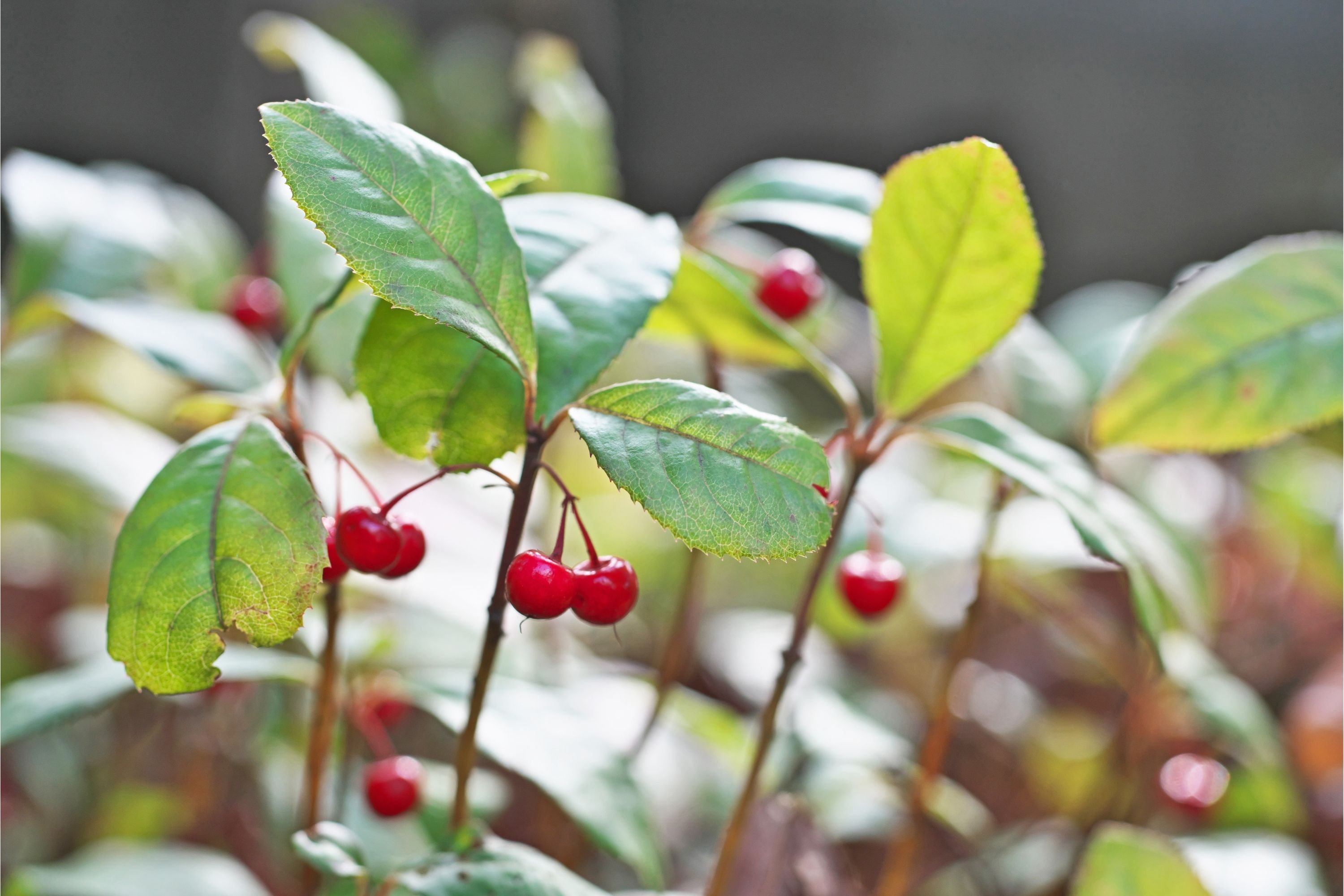 Japanese Ardisia