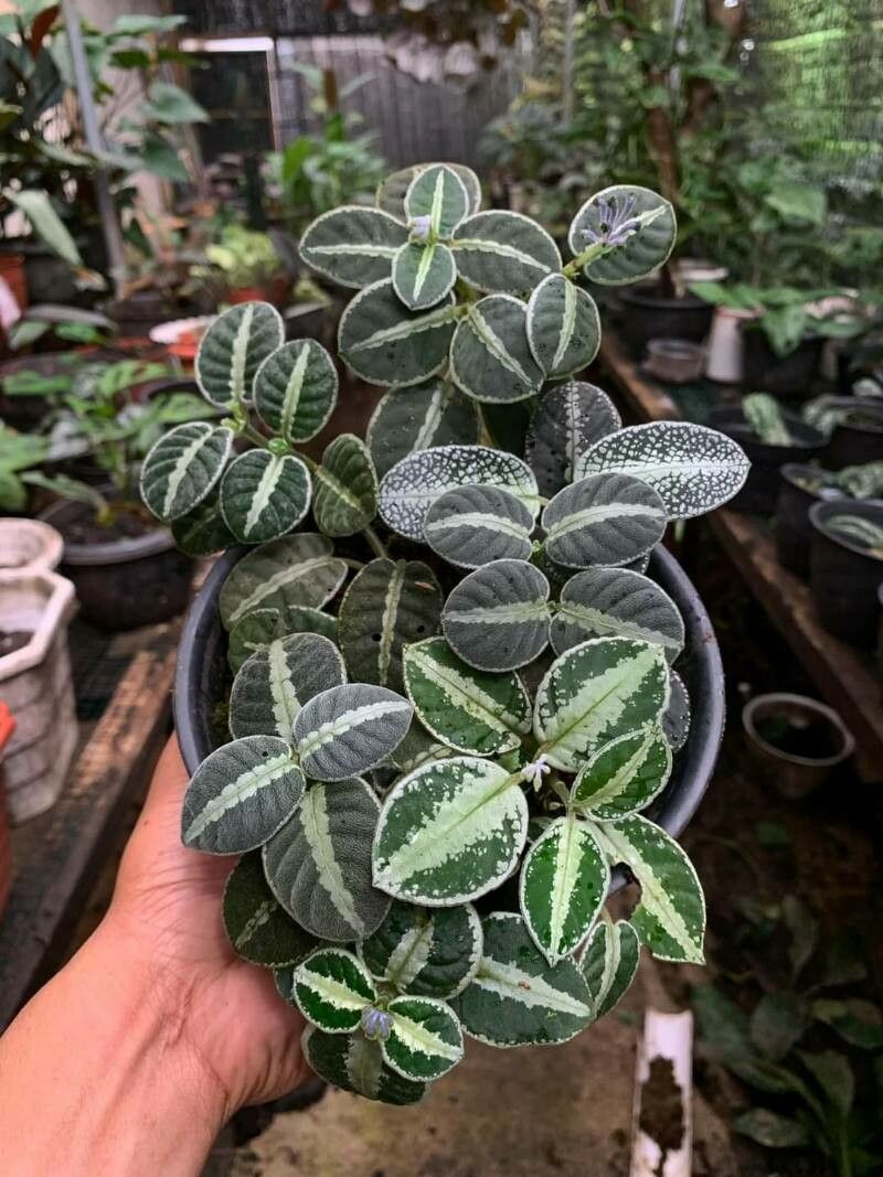 Argostemma bicolor