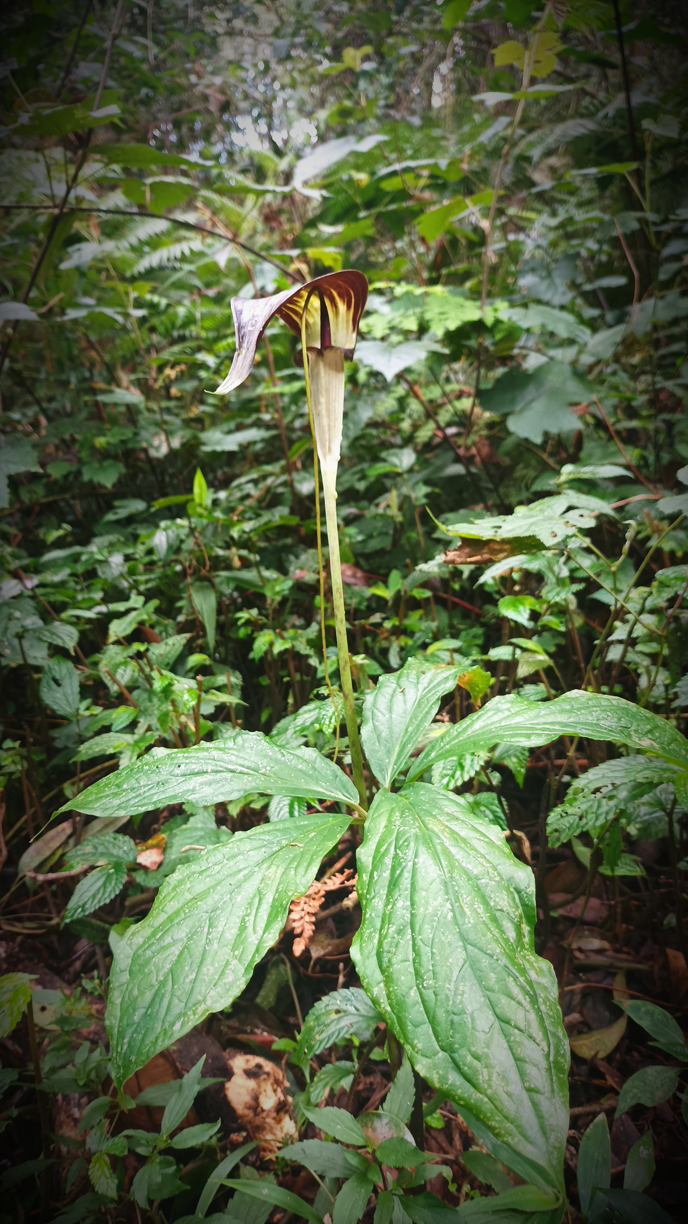 Arisaema filiforme