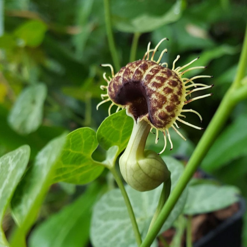 White-Veined Dutchman's Pipe