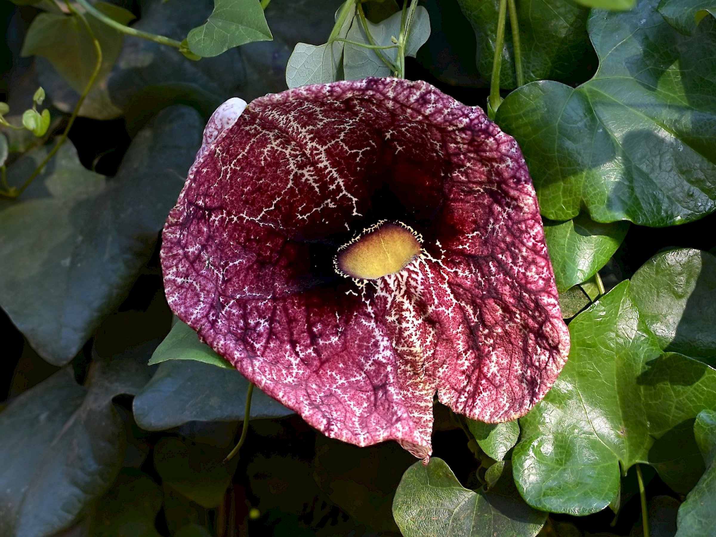 Calico Flower