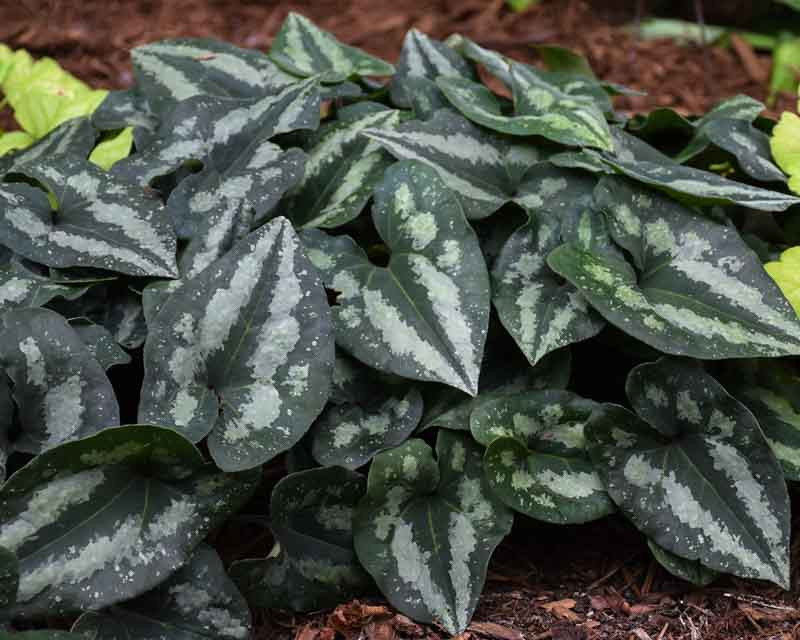 Chinese Wild Ginger