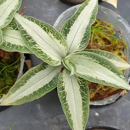 Aspidogyne argentea