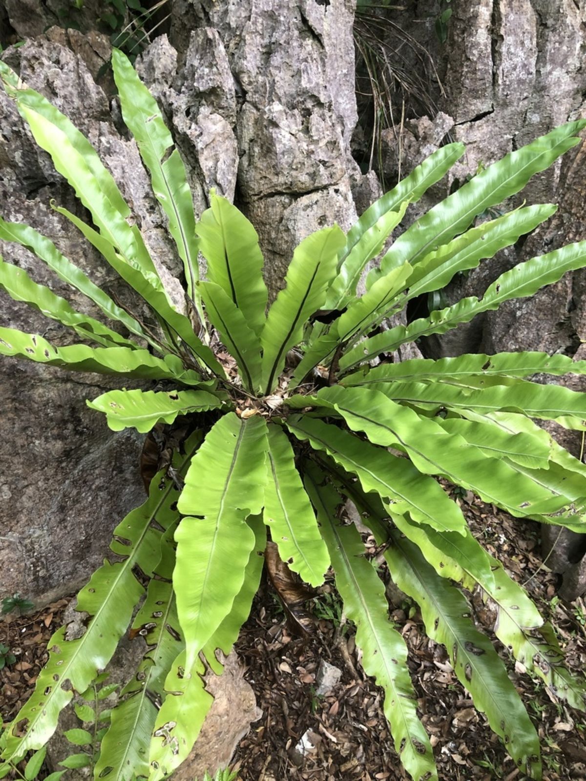 Japanese Bird's Nest Fern