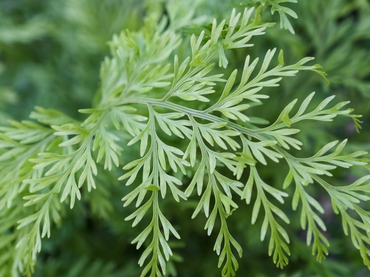 Mother Spleenwort