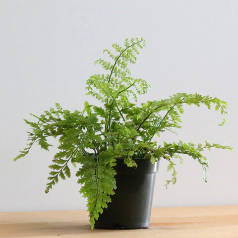 Norfolk Island Spleenwort