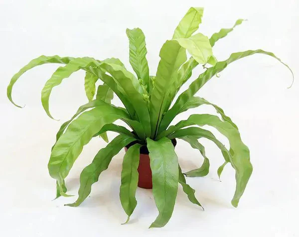 Bird's Nest Fern