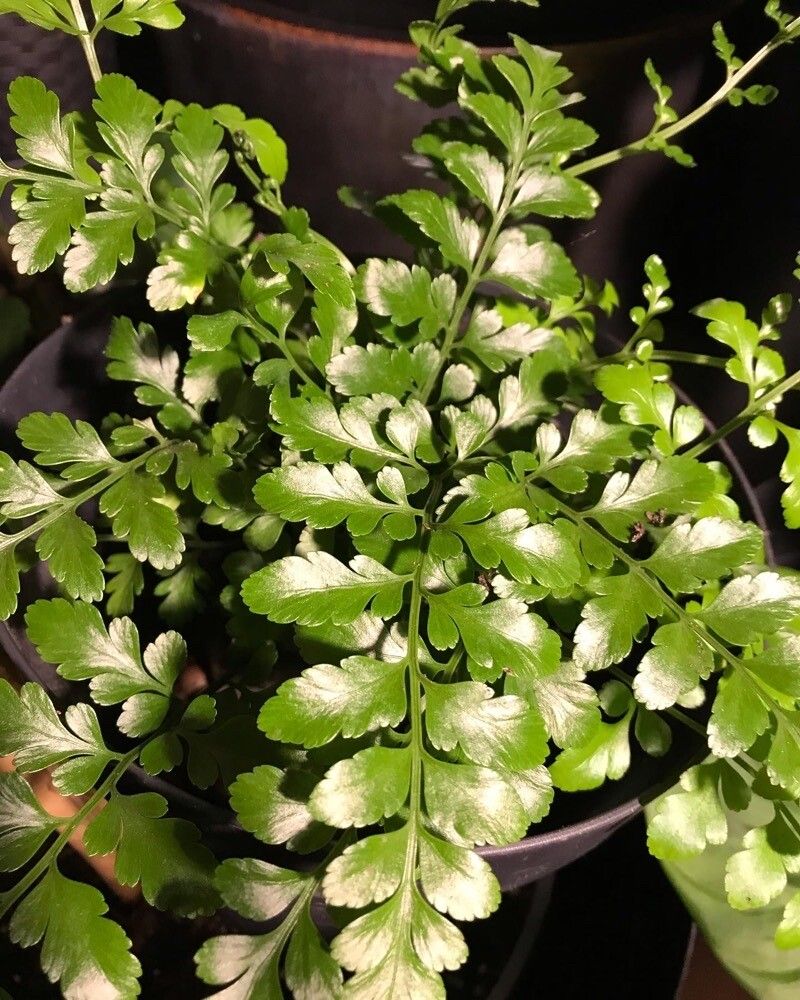 Mother Fern
